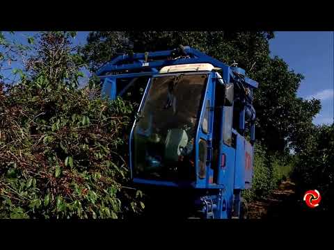 Baixa significativa no mercado de café